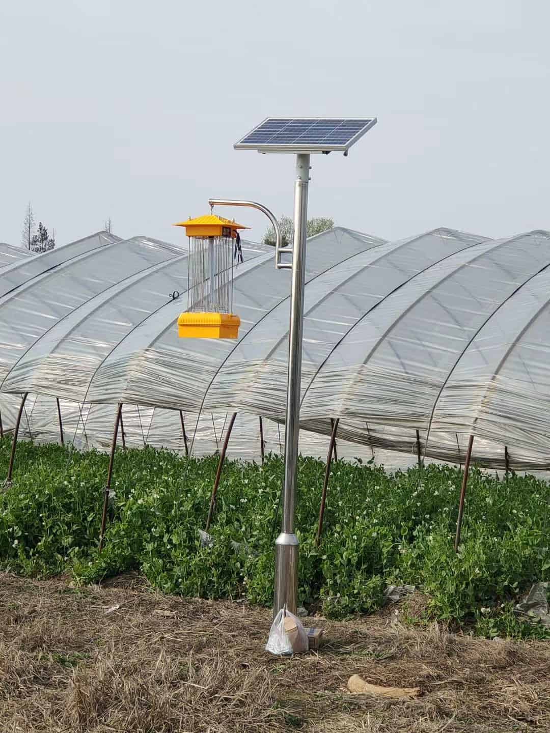 Solar insecticidal light in vegetable field